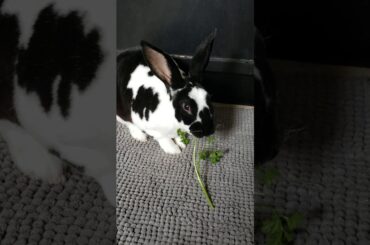 Cute rabbit eating parsley