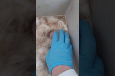 Two tiny baby rabbits born last night