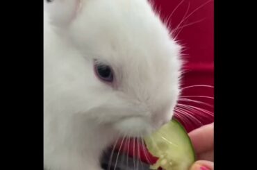 Cute Bunny Eating A Slice of Cucumber /video2