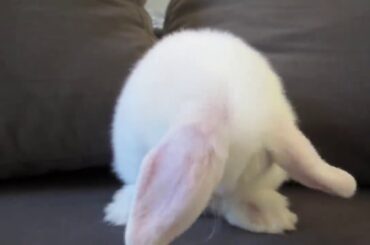 Cute baby bunny washing his face
