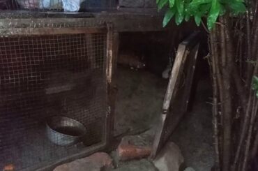 House of cute Rabbits