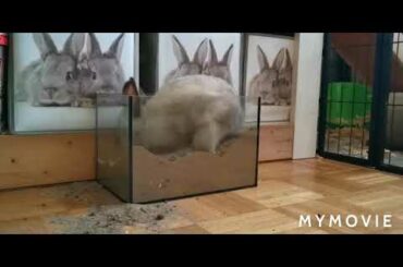 Cute rabbit best life animal