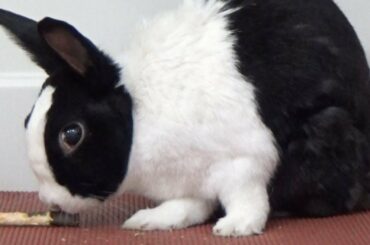 Rabbit Feels Good To Be A Gangsta (Official Music Video)