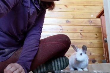 Arya the Rabbit Cute Bunny