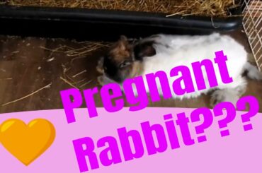 6 signs your bunny is pregnant and will have bunnies soon. How to tell without palpating.