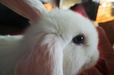 Baby bunny loves Cheetos Twisted #cheetos #babybunny