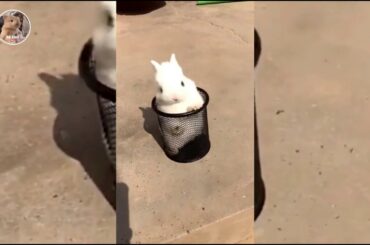world's cute bunny # bunny song.Cute TV