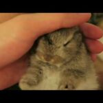 Tiny sleeping bunny gets stroked