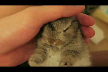 Tiny sleeping bunny gets stroked