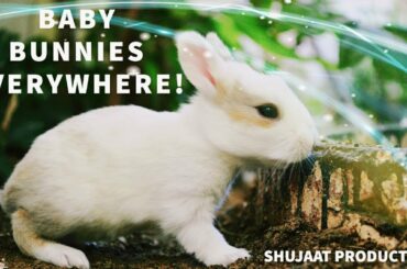 Baby Bunnies Everywhere | Shujaat Production