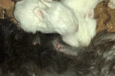 Rabbit Mother  Feeding Her Baby | Most Beautiful scene | Lovely Moments Of Animals