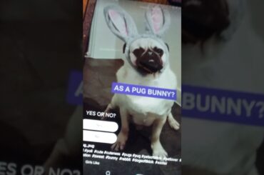 Is bunny puppy cute?