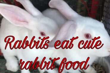 Rabbits eat cute rabbit food 🐇🐇🐇🐇