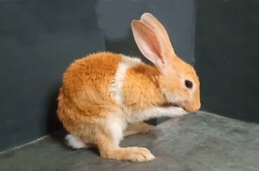 Cute Baby Bunny Washing Face-Lovely Video 2020