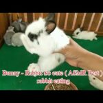 Bunny - Rabbit So cute ( ASMR Pest ) rabbit eating 01