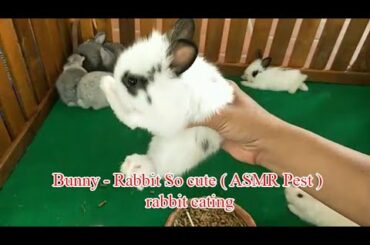 Bunny - Rabbit So cute ( ASMR Pest ) rabbit eating 01