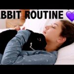 DAILY RABBIT ROUTINE / LIFE AS A PET YOUTUBER