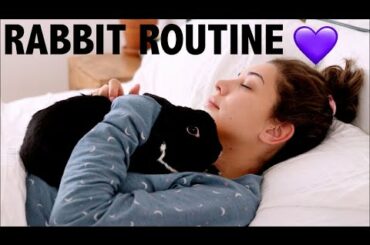 DAILY RABBIT ROUTINE / LIFE AS A PET YOUTUBER