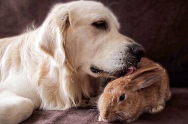 Dog Takes Care of a Pregnant Rabbit