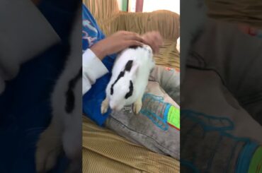 Cute Bunny 3 - KillerOof