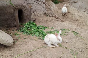 Cute Baby Rabbit lFunny Rabbit lFunny bunny baby village in the Punjab Pakistan//Pak channel