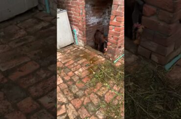 Cute Bunny 2- KillerOof