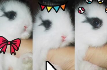 Funny Baby Rabbit Videos | Cute Bunny Videos | Video Lucu Bayi Kelinci