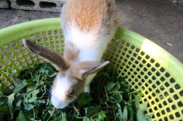 Rabbits eating  that play with me | bunny cute