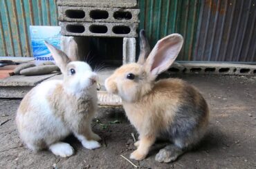 Rabbits eating grass tropical asmr | bunny cute | Weloverabbit