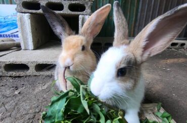 Rabbits eating grass tropical  asmr | bunny cute  eating asmr