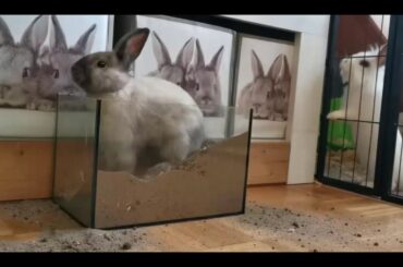 How crazy the rabbit in the room ?