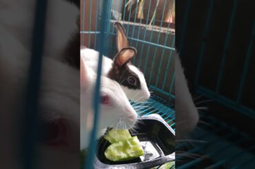 Watching Cute Bunnies is soulful feel.