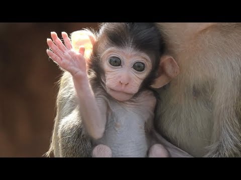 Junna Hunting Fleas For  Cute Baby Jemmi - Cute Baby Monkey Jemmi Look Lovely