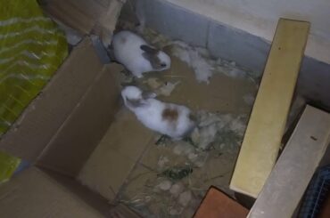 Cute babies of rabbit