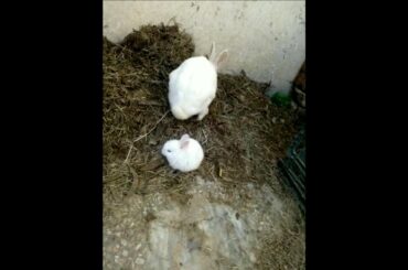 cute little babes of my rabbit