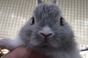 😊Super Cute and Funny Rabbit Videos Compilation 2019 😍 - ESDIGI