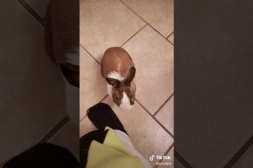 Cute mad bunny(read the description)