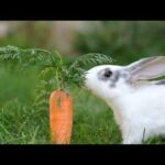 Peter Rabbit || Cute Rabbit Videos || Rabbit whatsapp status video