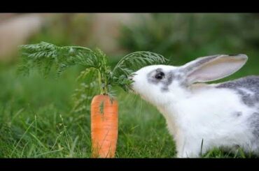 Peter Rabbit || Cute Rabbit Videos || Rabbit whatsapp status video