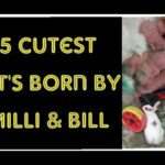 Our lovely Rabbits Milli & Bill delivered 5 cutest Kit's