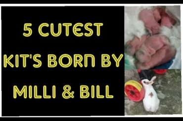 Our lovely Rabbits Milli & Bill delivered 5 cutest Kit's