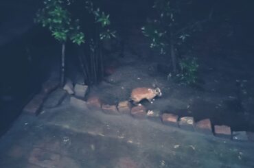 Cute Rabbit is going out of his house