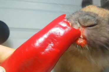 Rabbit Red Pepper ASMR Eating Sounds Cute Bunny / my Pets ASMR