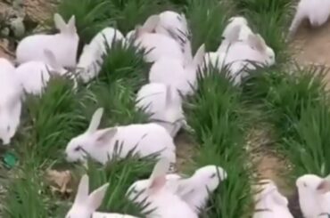 Rabbit videos