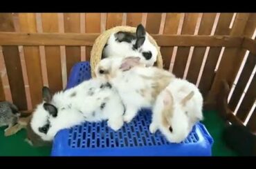 Pretty​ Bunny and Rabbit So cute - Probably making rabbit eating or rabbit ASMR