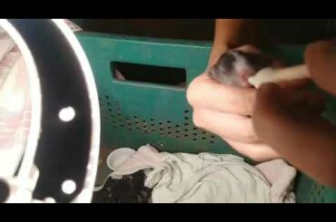 Nursing these cute babies, feeding them with formula using cotton formed into mother rabbit breast.