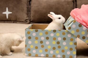 Super Cute Bunny Plays With Cats  Baby Rabbit And Cat Meet, Become Total Twins