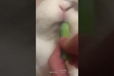 Bunny Crunching ASMR (Slo-mo!) ⚠️ Warning! CUTE! ⚠️