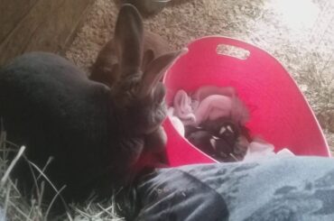 OUR FOSTER BABIES EYES HAVE OPENED! 12 ADORABLE REASONS TO KEEP UP OUR SPIRITS 😄❤😄❤😄❤😄❤