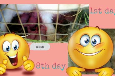 From day 1 to day 8 of baby rabbit